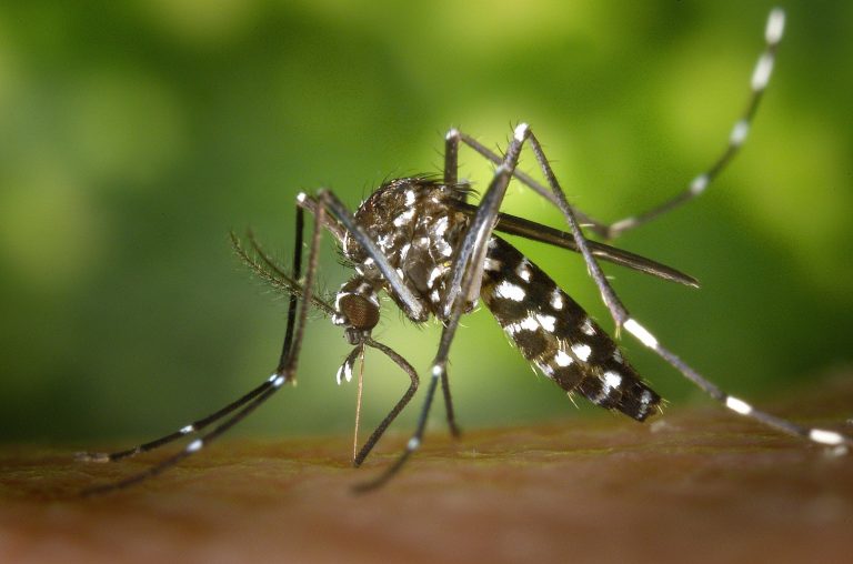 13 Best Mosquito bite remedies To stop and prevent itching and swelling