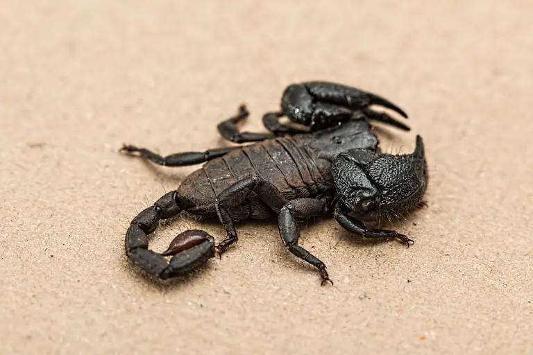 How to easily treat a scorpion sting at home